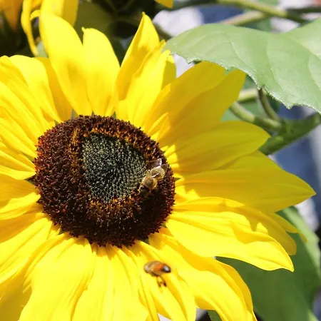 Bauernhof Hammerer Egg